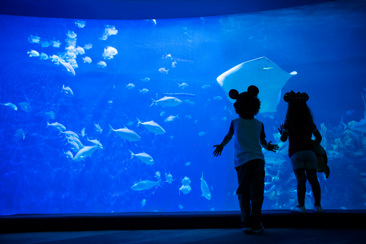 Enfants devant un aquarium Enfants devant un aquarium