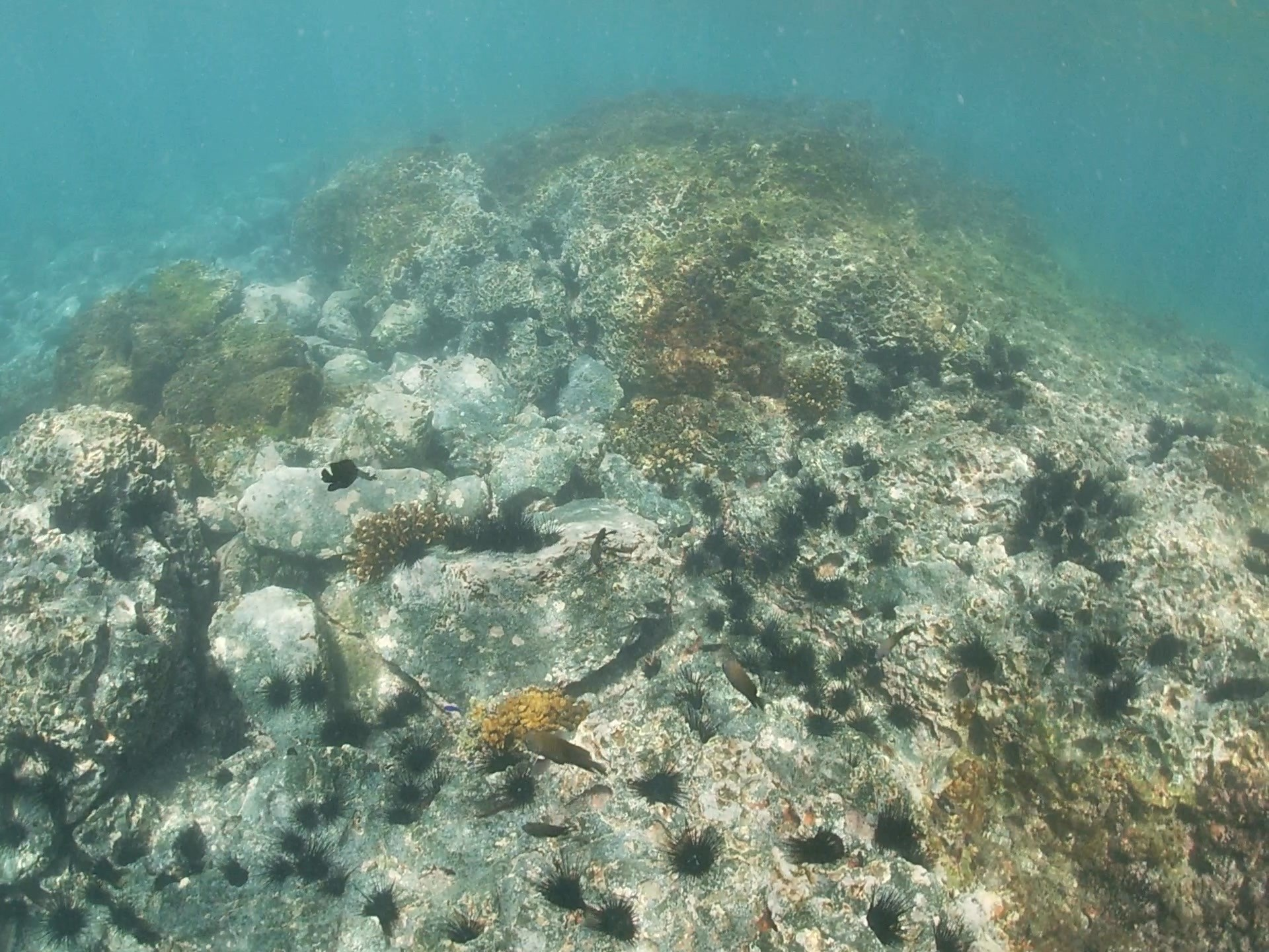 Les Chroniques des Créateurs de Magie Adventures by Disney Les Chroniques des Créateurs de Magie Adventures by Disney