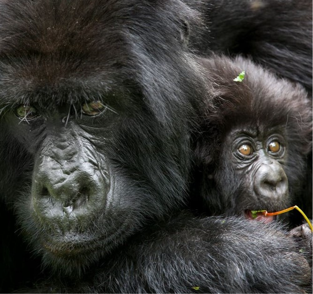 Maman gorille et son bébé Maman gorille et son bébé